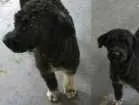 Cachorro raça Poodle idade 2 anos nome Pandora