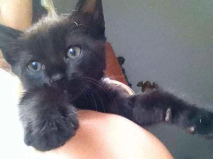 Gato ra a indefinida idade 2 a 6 meses nome Pantera