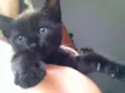 Pantera