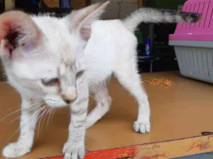 Gato raça Sem raça definida idade 2 a 6 meses nome Gatinhos abandonados