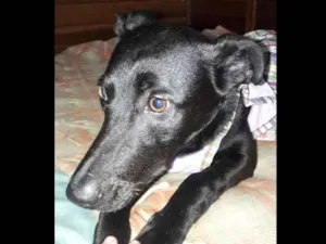 Cachorro raça SRD idade 1 ano nome Duda