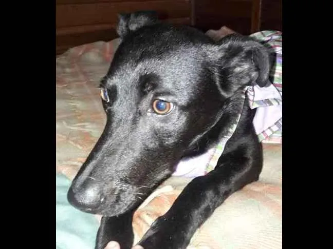 Cachorro ra a SRD idade 1 ano nome Duda