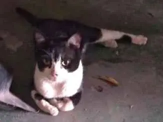 Gato ra a Brasileiro idade 2 anos nome Téo