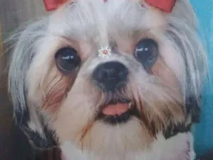 Cachorro raça  idade 1 ano nome Nina