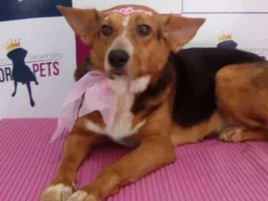 Cachorro raça SRD idade  nome Lassie