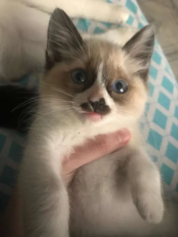 Gato ra a  idade 2 a 6 meses nome bebes