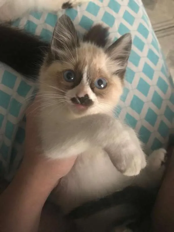 Gato ra a  idade 2 a 6 meses nome bebes