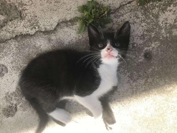 Gato ra a  idade 2 a 6 meses nome bebes