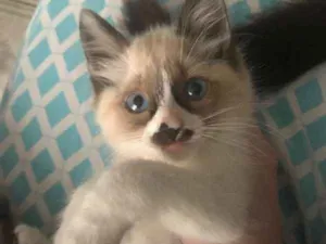 Gato raça  idade 2 a 6 meses nome bebes