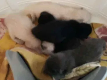 Gato raça Não sei dizer idade 4 anos nome Lilica