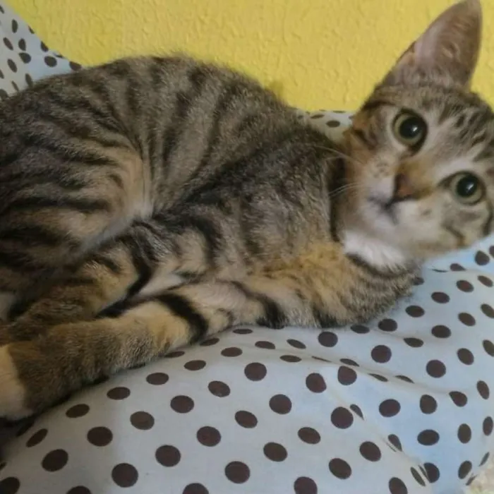 Gato raça Srd idade 2 a 6 meses nome Mel