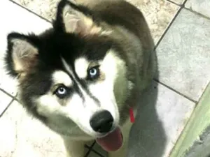 Cachorro raça Husk Siberiano  idade 3 anos nome Katie