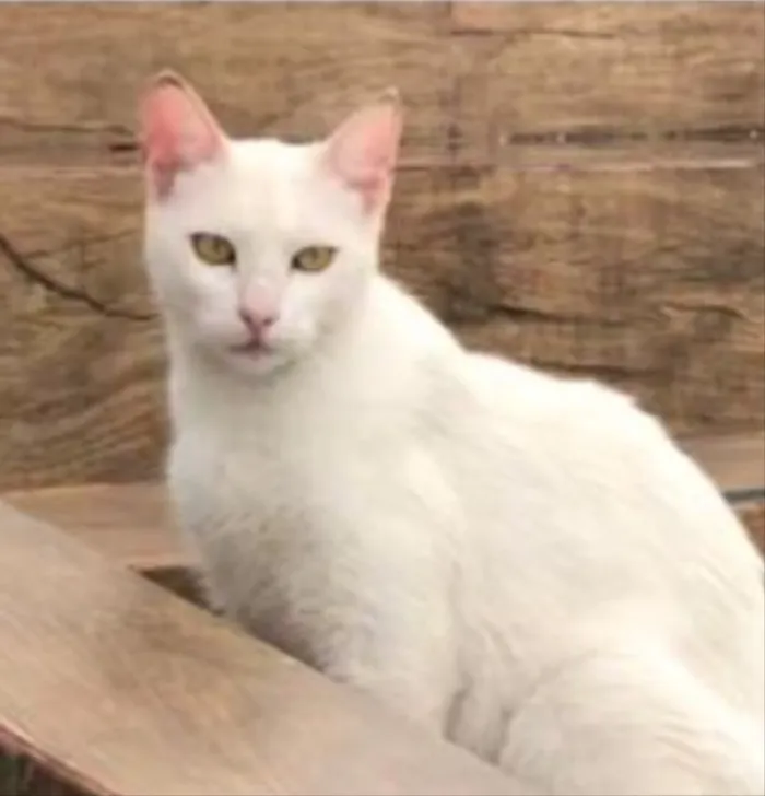 Gato ra a SRD  idade 7 a 11 meses nome Cindy 