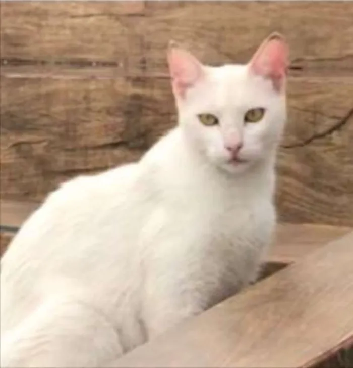 Gato ra a SRD  idade 7 a 11 meses nome Cindy 
