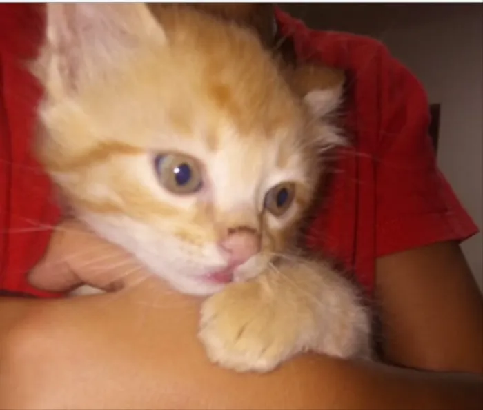 Gato ra a SRD idade Abaixo de 2 meses nome Bolinha, Nina e Mel