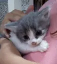 Bolinha, Nina e Mel