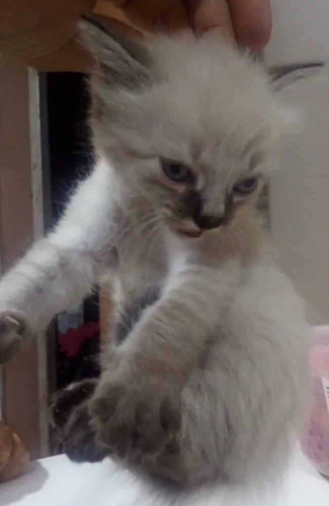 Gato ra a SRD idade Abaixo de 2 meses nome Bolinha, Nina e Mel