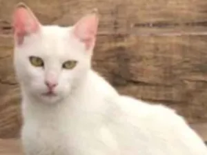 Gato raça SRD  idade 7 a 11 meses nome Cindy 