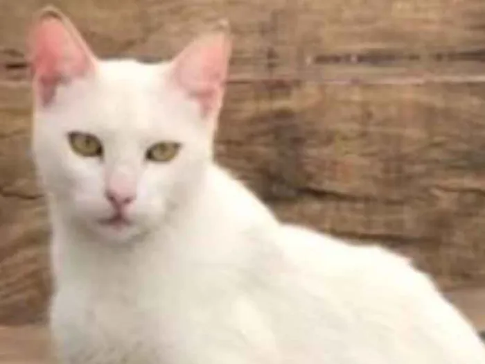 Gato ra a SRD  idade 7 a 11 meses nome Cindy 
