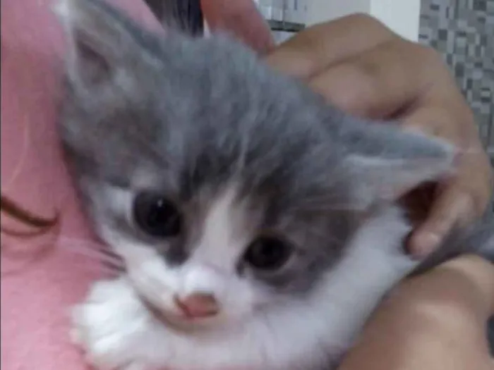 Gato ra a SRD idade Abaixo de 2 meses nome Bolinha, Nina e Mel