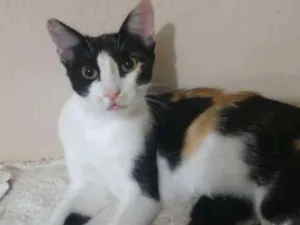 Gato raça Srd idade 7 a 11 meses nome Cindy
