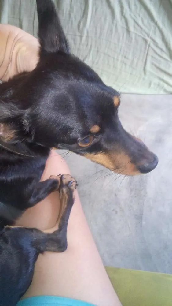 Cachorro ra a Pinscher  idade 6 ou mais anos nome Rex