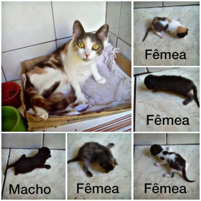 Gato raça Vira-lata idade 1 ano nome Macota