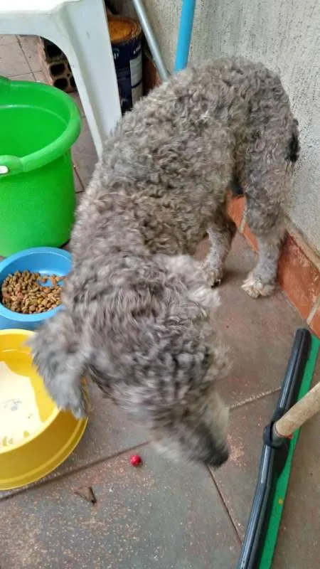 Cachorro ra a Poodle idade 1 ano nome não sei