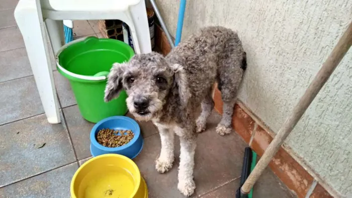 Cachorro ra a Poodle idade 1 ano nome não sei