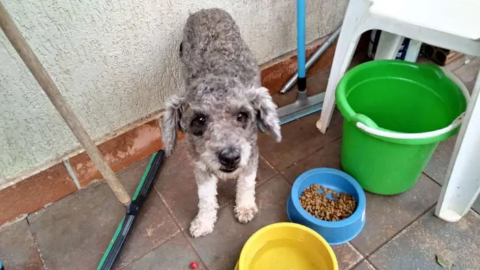 Cachorro ra a Poodle idade 1 ano nome não sei