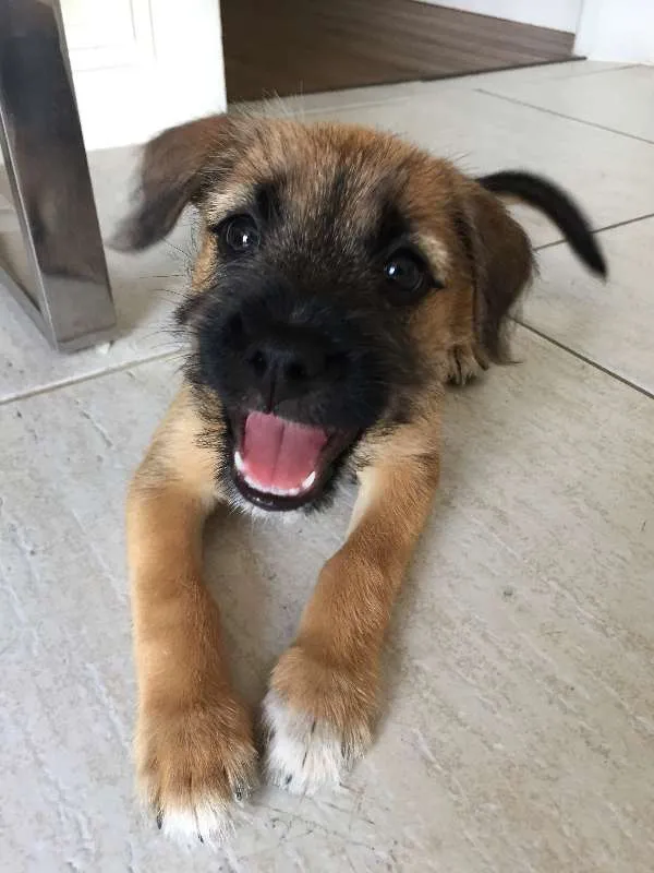 Cachorro ra a SRD idade Abaixo de 2 meses nome Kinder
