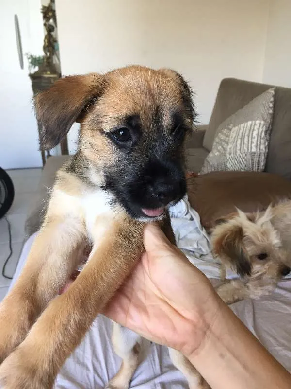 Cachorro ra a SRD idade Abaixo de 2 meses nome Kinder