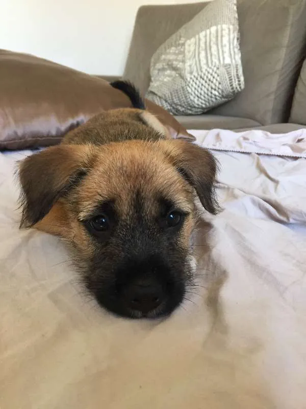 Cachorro ra a SRD idade Abaixo de 2 meses nome Kinder