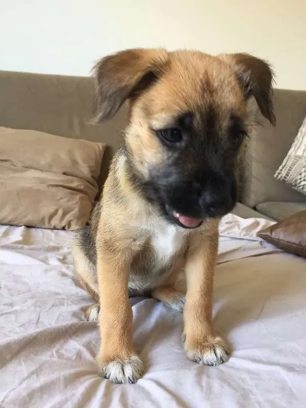 Cachorro ra a SRD idade Abaixo de 2 meses nome Kinder