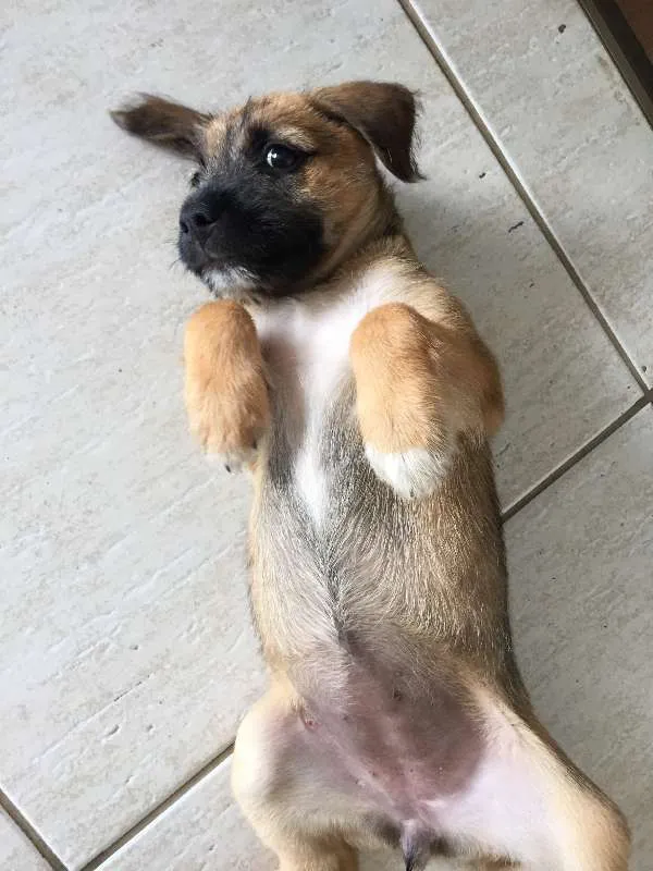 Cachorro ra a SRD idade Abaixo de 2 meses nome Kinder