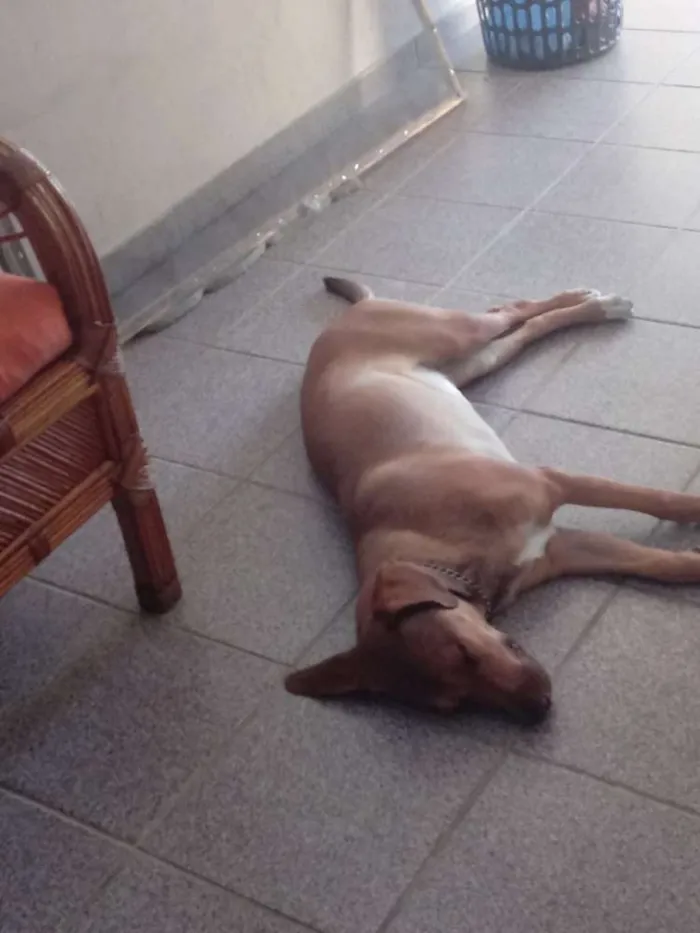 Cachorro ra a Vira lata idade 2 a 6 meses nome Gaia