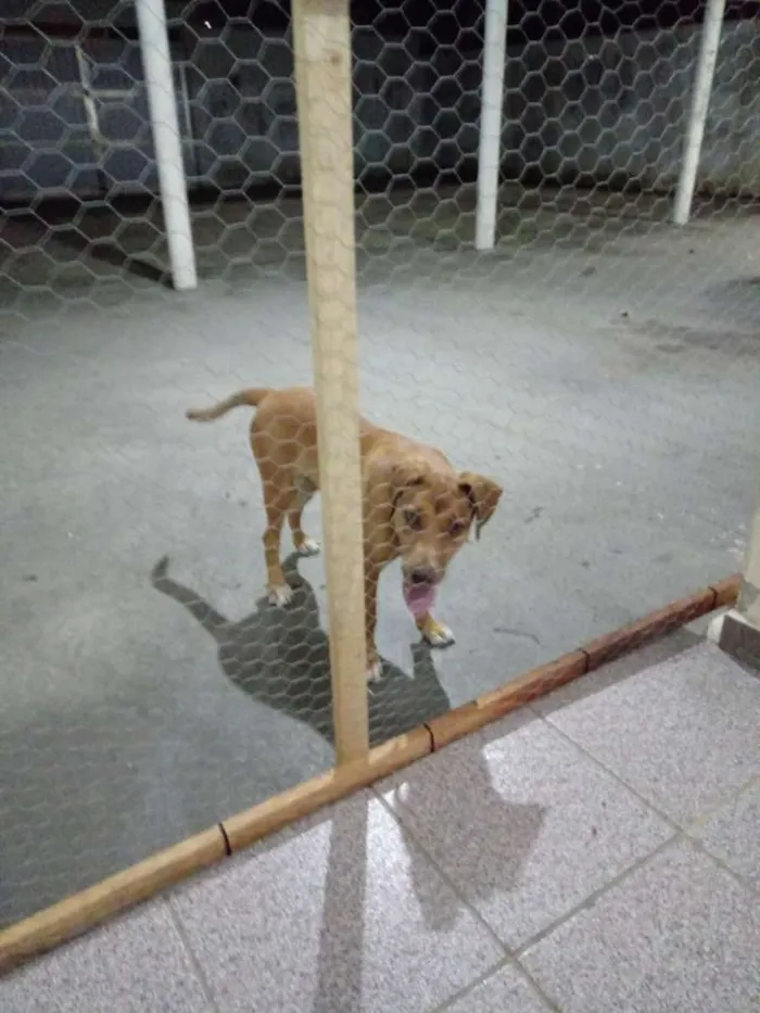 Cachorro ra a Vira lata idade 2 a 6 meses nome Gaia