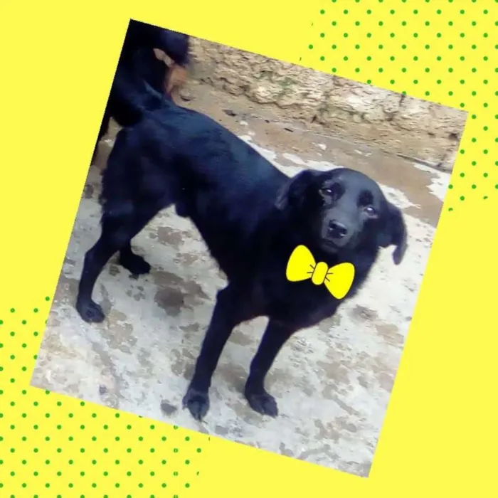 Cachorro ra a Srd idade 2 anos nome Nicolas