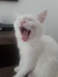 Fubá