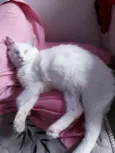 Fubá