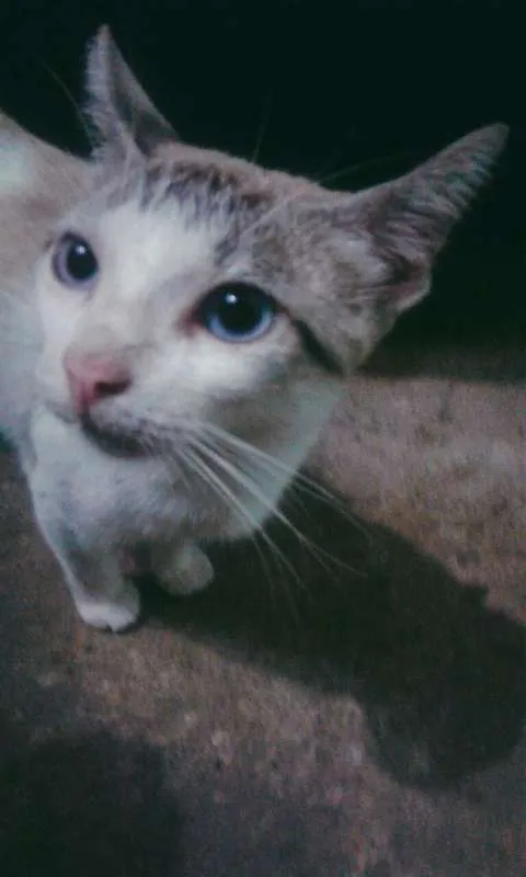 Gato ra a  idade  nome Gatinha
