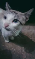 Gatinha
