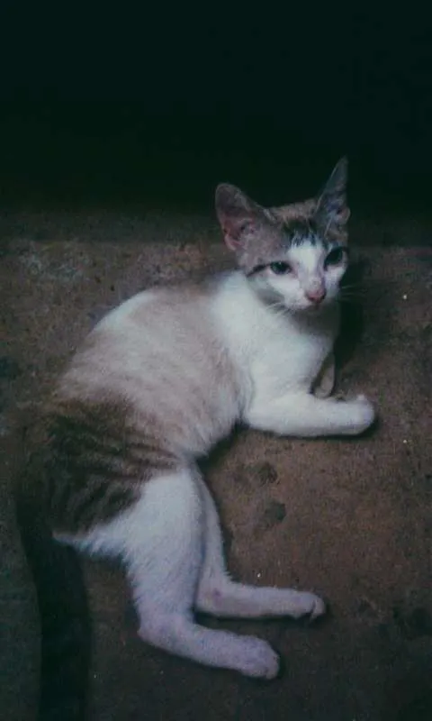 Gato ra a  idade  nome Gatinha
