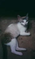 Gatinha