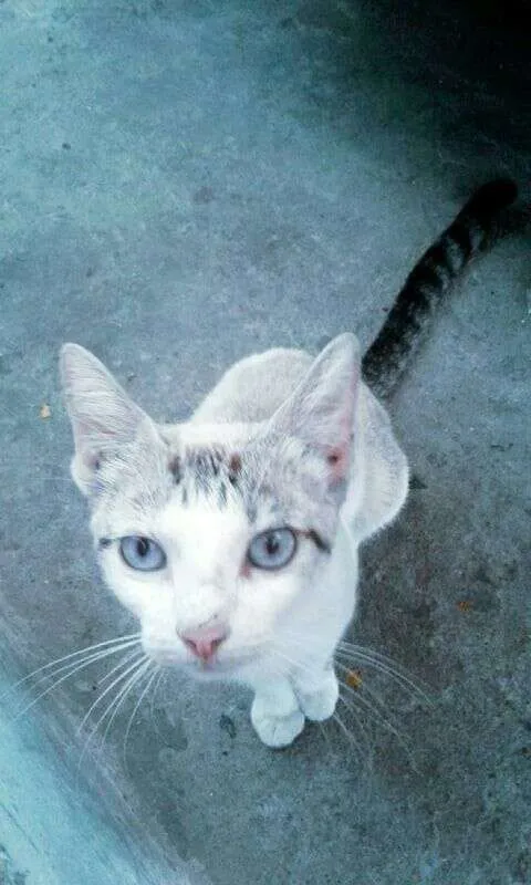 Gato ra a  idade  nome Gatinha