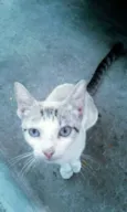 Gatinha