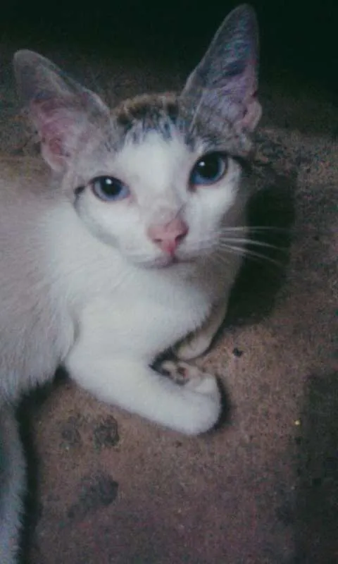 Gato ra a  idade  nome Gatinha