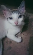Gatinha