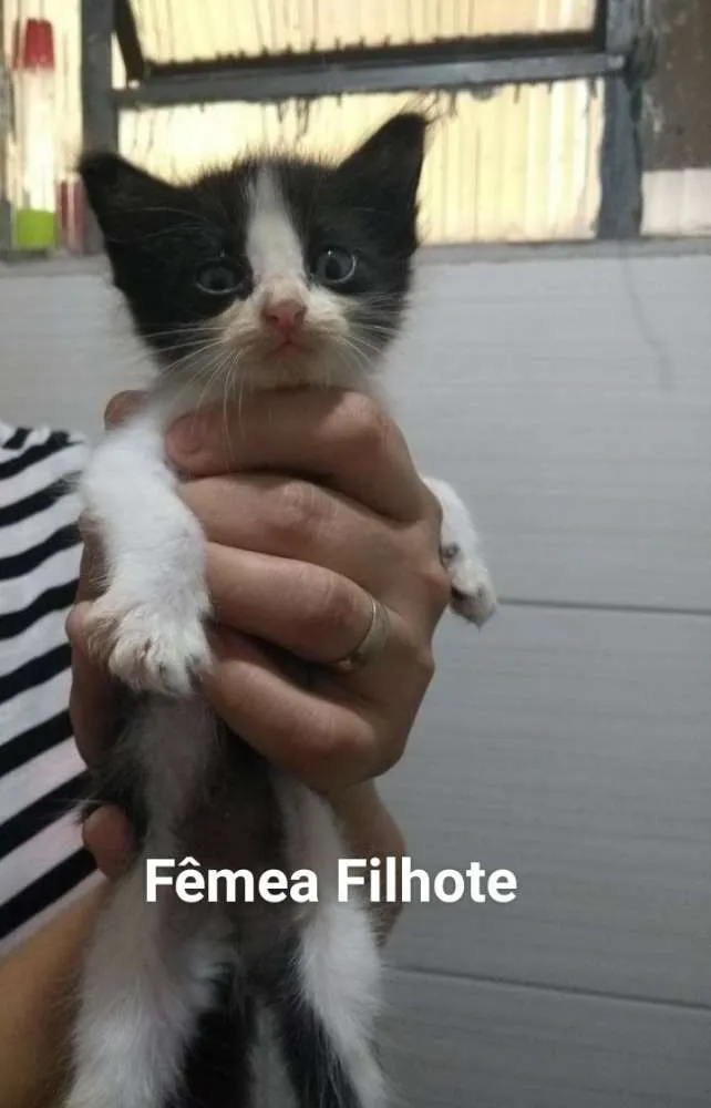 Gato ra a Indefinida idade 2 a 6 meses nome Femeas