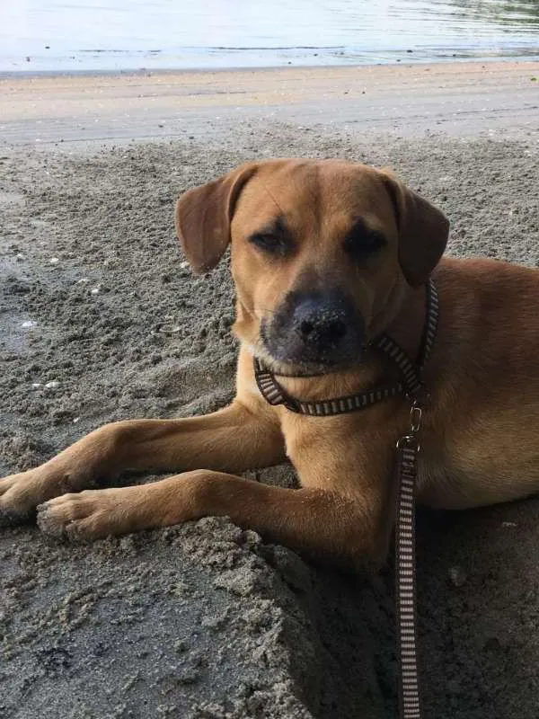 Cachorro raça Vira-lata idade 1 ano nome Sem Nome
